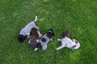 z 2011-05-20 T-Wurf0001.JPG (348262 Byte)