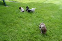 z 2011-05-20 T-Wurf0006.JPG (307005 Byte)