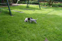 z 2011-05-20 T-Wurf0007.JPG (278163 Byte)