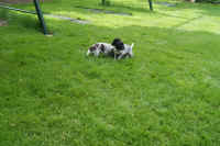 z 2011-05-20 T-Wurf0008.JPG (273440 Byte)