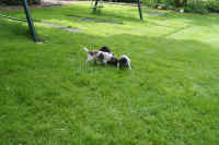 z 2011-05-20 T-Wurf0009.JPG (264752 Byte)